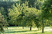 France, Morbihan, Brech, the conservatory orchard of the Ecomusee of St-Dégan