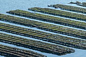 France, Morbihan, Ile-aux-Moines, aerial view of the Gulf of Morbihan and ostreicultural sites of the island aux Moines