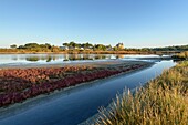 France, Morbihan, Sarzeau, the marshes of castle of Suscinio on the peninsula of Rhuys at sunrise