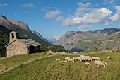 France, Hautes Alpes, The massive Grave of Oisans, flock of sheep to the chapel Saint Antoine in the hamlet of Cours