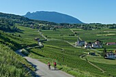 Frankreich, Savoie, vor dem savoyardischen Land, Radfahrer auf Balkon in den Weinbergen von Jongieux und dem Dorf