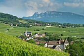 Frankreich, Savoyen, vor dem savoyardischen Land, die Weinberge und das Dorf von Jongieux und der Zahn der Katze