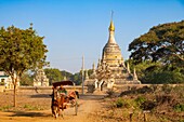 Myanmar (Burma), Region Mandalay, buddhistische archäologische Stätte von Bagan, die von der UNESCO zum Weltkulturerbe erklärt wurde, Cariole zu Pferd zur Besichtigung der Stätte