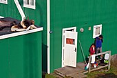 Grönland, Westküste, Baffin Bay, Upernavik, frisch erlegter Moschusochsenkopf trocknet auf einem Dach