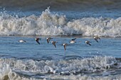 France, Somme, Picardy Coast, Quend-Plage, Sanderling in flight (Calidris alba ) along the beach