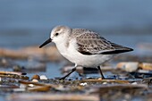 France, Somme, Baie de Somme, Picardy Coast, Quend-Plage, Sanderling (Calidris alba) on the beach, at high tide, sandpipers come to feed in the sea leash