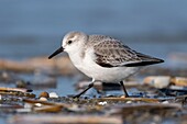 Frankreich, Somme, Baie de Somme, Picardie-Küste, Quend-Plage, Sanderling (Calidris alba) am Strand, bei Flut, Strandläufer kommen zum Fressen in die Seeleine