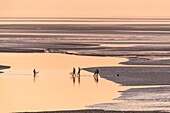 France, Somme, Baie de Somme, Le Crotoy, the panorama on the Baie de Somme at sunset while a group of young fishermen fish the gray shrimp with their big net (haveneau)