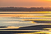 France, Somme, Baie de Somme, Le Crotoy, the panorama on the Baie de Somme at sunset at low tide while many birds come to feed in the creeps