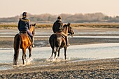 France, Somme, Baie de Somme, Natural Reserve of the Baie de Somme, Le Crotoy, horseback riders walk in the bay at low tide (Baie de Somme)