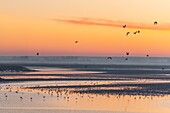 France, Somme, Baie de Somme, Saint-Vaery-sur-Somme, hiver, aube sur la baie depuis les quais de Saint-Valery le long du chenal de la Somme / / France, Somme, Baie de Somme, Dawn on the bay from the quays of Saint-Valery along the channel of the Somme