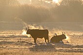 Frankreich, Somme, Baie de Somme, Noyelles-sur-Mer, Winter, Schottische Kühe Hochlandrinder in einem Frostfutter am frühen Morgen im Winter mit Kuhreiher
