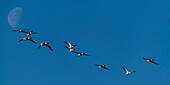 France, Somme, Baie de Somme, Natural Reserve of the Baie de Somme, Le Crotoy, winter, passage of Common Shelduck (Tadorna tadorna ) in the sky of the nature reserve