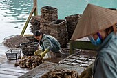 Vietnam, Gulf of Tonkin, Quang Ninh province, Ha Long Bay (Vinh Ha Long), Akoya, Tahitian and Southsea cultured pearls, sorting oysters