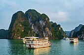 Vietnam, Golf von Tonkin, Provinz Quang Ninh, Ha-Long-Bucht (Vinh Ha Long), von der UNESCO zum Weltkulturerbe erklärt (1994), ikonische Karstlandschaft, Kreuzfahrtschiffe
