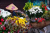 Vietnam, Rotes Flussdelta, Hanoi, fahrender Blumenhändler auf dem Fahrrad
