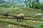 Vietnam, Provinz Lao Cai, Bezirk Sa Pa, Asiatischer Büffel und Reisanbau auf einer Terrasse