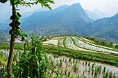 Vietnam, Lao Cai province, surroundings of Sa Pa, rice terraces and papaya