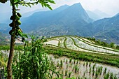 Vietnam, Provinz Lao Cai, Umgebung von Sa Pa, Reisterrassen und Papaya