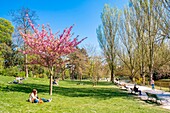 France, Paris, the Bois de Vincennes in front of Saint-Mandé lake, cherry blossom