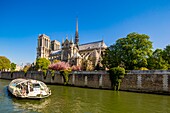 France, Paris, area listed as World Heritage by UNESCO, Notre Dame Cathedral in spring