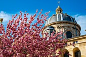France, Paris, Saint-Germain-des-Prés district, Place Gabriel Pierné in spring with cherry blossoms