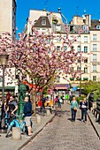 Frankreich, Paris, Stadtviertel Saint Michel, rue de la Bucherie im Frühling mit Kirschblüten