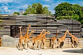 France, Paris, Zoological Park of Paris (Vincennes Zoo), giraffes