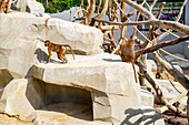 Frankreich, Paris, Zoologischer Park von Paris (Zoo von Vincennes), die Makkabäen