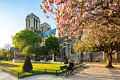 Frankreich, Paris, Welterbe der UNESCO, Kathedrale Notre-Dame im Frühling, Kirschblüten