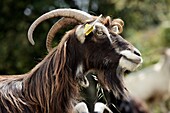 France, Corse du Sud, Porto gulf listed as World Heritage by UNESCO, Calanche de Piana, Piana, goat on the road