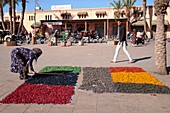 Marokko, Hoher Atlas, Marrakesch, Reichsstadt, Medina, von der UNESCO zum Weltkulturerbe erklärt, Viertel der Kasbah, Trocknen von Blumen im Freien