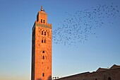 Morocco, High Atlas, Marrakesh, Imperial City, medina listed as World Heritage by UNESCO, Flight of birds to the minaret of the Koutoubia mosque