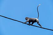 Sri Lanka, Southern province, Galle, Galle Fort or Dutch Fort listed as World Heritage by UNESCO, monkey on an electric wire