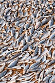 Sri Lanka, Western province, Negombo, drying fishes