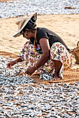 Sri Lanka, Westprovinz, Negombo, Trocknen von Fischen