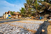 Sri Lanka, Westprovinz, Negombo, Trocknen von Fischen