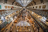 Frankreich, Paris, Jardin des Plantes, Nationalmuseum für Naturgeschichte, Galerien für Paläontologie und vergleichende Anatomie
