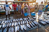 Sri Lanka, Southern province, Tangalle, the fishing harbour, fish market