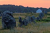 France, Morbihan, Carnac, megalithic site of Menec