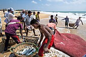 Sri Lanka, Ostprovinz, Pottuvil, Arugam Bucht, zurück vom Fischen am Pottuvil Strand