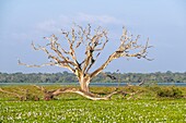 Sri Lanka, Eastern province, Lahugala Kitulana National Park, important habitat for Sri Lankan elephant and endemic birds