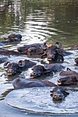 Sri Lanka, Eastern province, Pottuvil, herd of buffaloes bathing in a pond