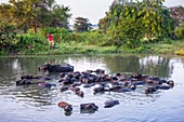 Sri Lanka, Eastern province, Pottuvil, shepherd and his flock of buffaloes