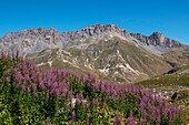 Frankreich, Savoie, Massif des Cerces, Valloire, Radfahren Aufstieg zum Col du Galibier, eine der Routen des größten Radfahrgebietes der Welt, Blumenfeld von Epilobes und Felsen des großen Pare vom Weiler Granges aus gesehen