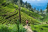 Sri Lanka, Uva province, Haputale, the village is surrounded by the tea plantations of Dambatenne group founded by Thomas Lipton in 1890, hike to the Lipton's Seat