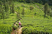 Sri Lanka, Uva province, Haputale, the village is surrounded by the tea plantations of Dambatenne group founded by Thomas Lipton in 1890, hike to the Lipton's Seat