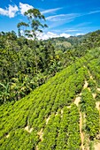 Sri Lanka, Uva province, Ella, the town is surrounded by hills covered with forests and tea plantations