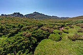 Frankreich, Corse du Sud, Region Alta Rocca, Bergmoore auf der Hochebene von Cuscionu, lokal Pozzines genannt