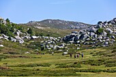 France, Corse du Sud, Alta Rocca region, mountain bogs locally called pozzines on the plateau of Cuscionu
